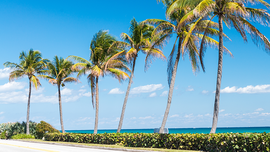 Palm tress along the coastline in Tampa, Florida on a sunny day 