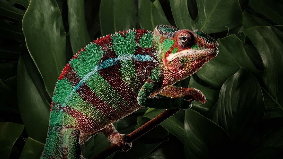 A vividly colored chameleon with green, red, blue, and orange scales perches on a slender branch against a dark backdrop of large tropical leaves.