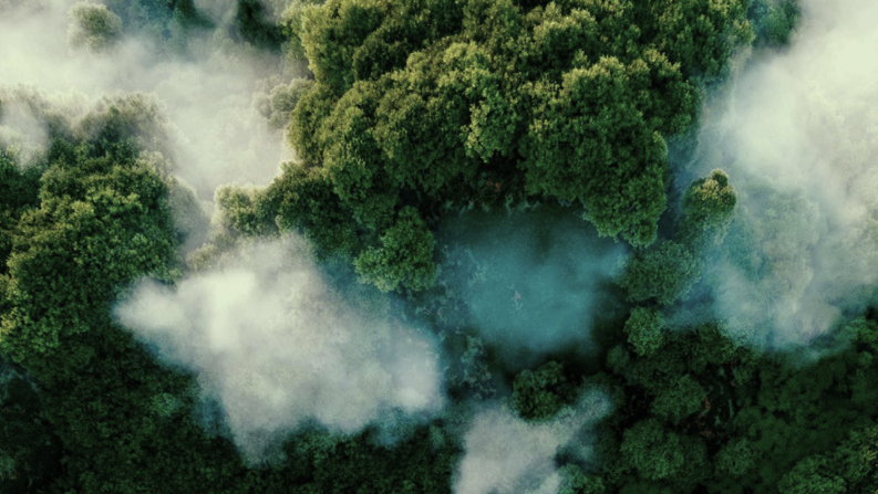 Aerial view of a dense forest canopy covered by drifting mist, illustrating natural ecosystems and environmental resilience in the context of Apollo Impact Mission’s approach to scalable, measurable impact and long-term stewardship.