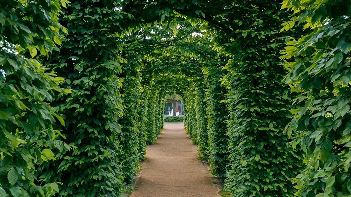 A symmetrical garden pathway framed by dense green hedges forming an arched corridor, leading toward a bright courtyard, symbolizing a structured and disciplined approach to sustainable credit and long-term alternative investments.