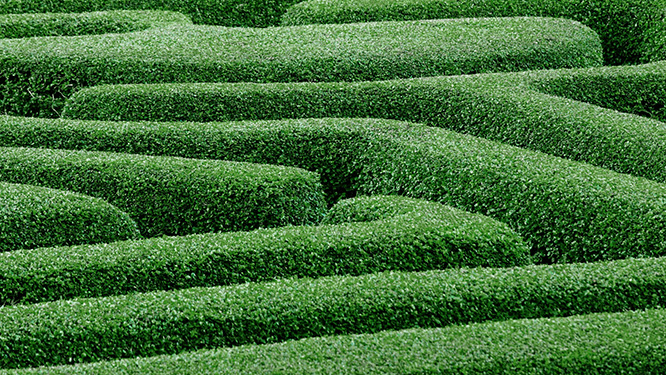 manicured green hedges within a mazed plantation